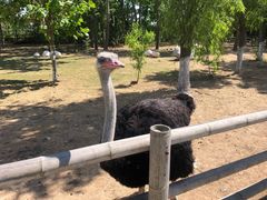 -大连森林动物园