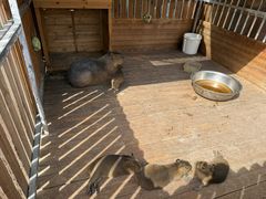 -廊坊固安福朋喜来登酒店