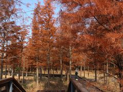 -昆山城市生态森林公园