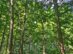 -桤木河湿地公园