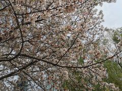 -西北湖绿化广场