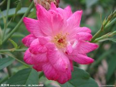 -上海佘山国家森林公园西佘山园