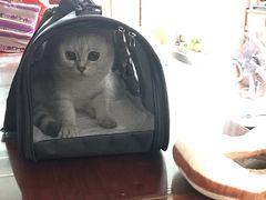-凯特喵百思猫专科医院