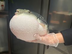 -鲐赏河豚(长寿店)