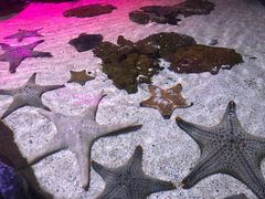 -暹罗海洋世界
