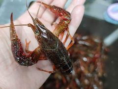 -尺山寸水日料(马桥满天星店)