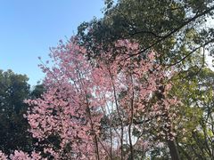 -杭州植物园