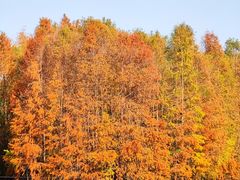 -上海海湾国家森林公园