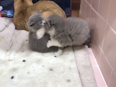 -FAELING PETS美天灵宠物(富力广场店)
