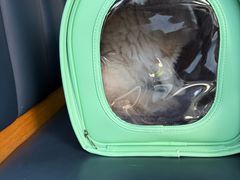 -伟伟宠物医院·瑞派猫友好医院·猫科(光谷店)