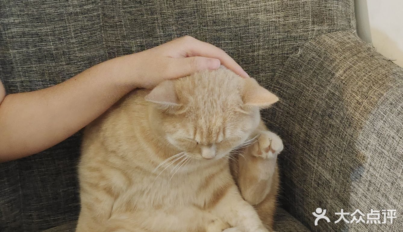 都给我去rua猫猫