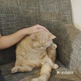 都给我去rua猫猫