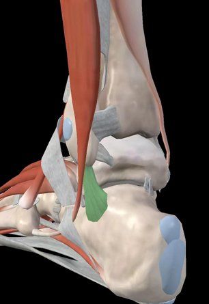 踝关节外侧副韧带