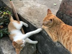 -广迎居老正兴菜馆