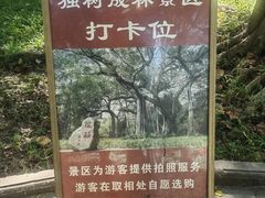 -瑞丽独树成林风景区