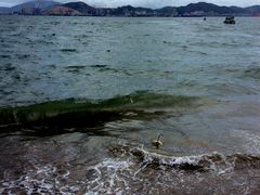 椰子与海-白城沙滩