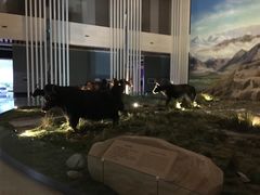 -青藏高原自然博物馆