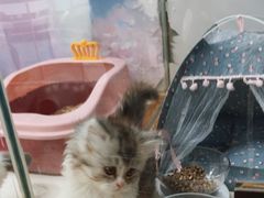 -糯米喵星人总部直营旗舰店·猫舍·幼猫出售