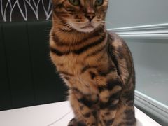 -安格丽娜·狗咖·猫咖羊驼咖(春熙路百盛商场店)
