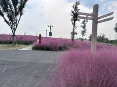 -上海滨江森林公园