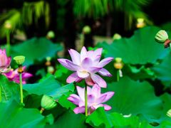 -上海辰山植物园