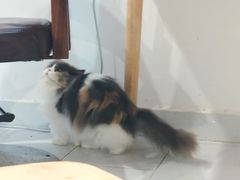 -楼上猫咖(罗湖店)