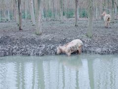 -溱湖国家湿地公园