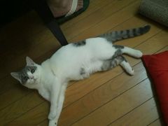 -Bastet sally猫舍购宠(静安店)