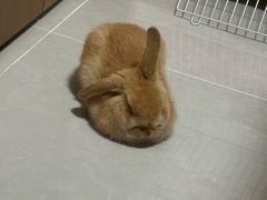 -宠物兔专门店(天丰利市场店)