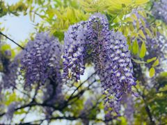 -嘉定紫藤园