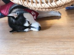 -Husky Go! 哈士奇体验馆·宠物咖啡厅狗咖
