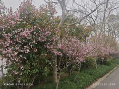 -上海长兴岛郊野公园