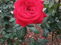 -人民公园(罗湖区)