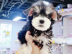 -萌宠之家·腊肠犬·马尔泰·小体犬舍