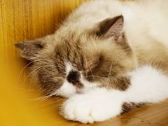 -喵园·猫主题咖啡厅·撸猫·猫咖(国贸店)