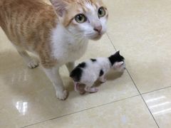 -瑞鹏宠物医院·骨科·猫科·内科(第一中心)