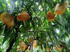 -老袁家蜜桃农场·阳山水蜜桃