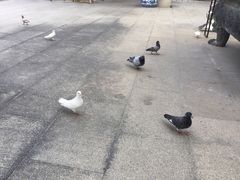 -博鳌禅寺