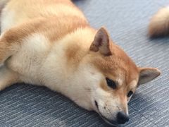 -柴源莊·柴小宠柴犬咖啡