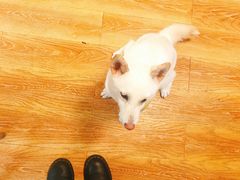 -柴犬高等学院·狗咖·柴犬售卖·宠物训练