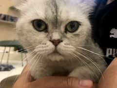 -飞行喵MR PILOT|猫舍·猫咖(静安大融城店)