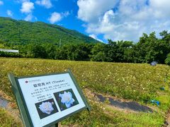 -亚龙湾国际玫瑰谷