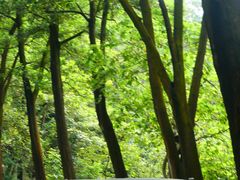 -风云岭森林公园