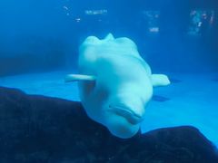 -海合安成都极地海洋公园
