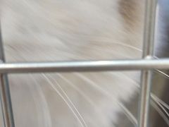 -瑞鹏宠物医院·骨外科·心肾科·肿瘤科(九亭店)