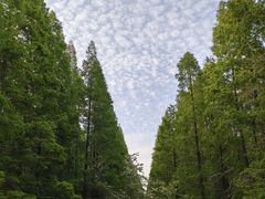 -黄海国家森林公园