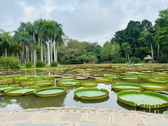 -中国科学院西双版纳热带植物园