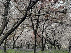 -武汉大学-樱园