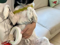 -瑞派申生动物医院·24H夜诊·国际动物医疗中心·骨外科(吴中路店)