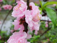 -南国桃园旅游度假区